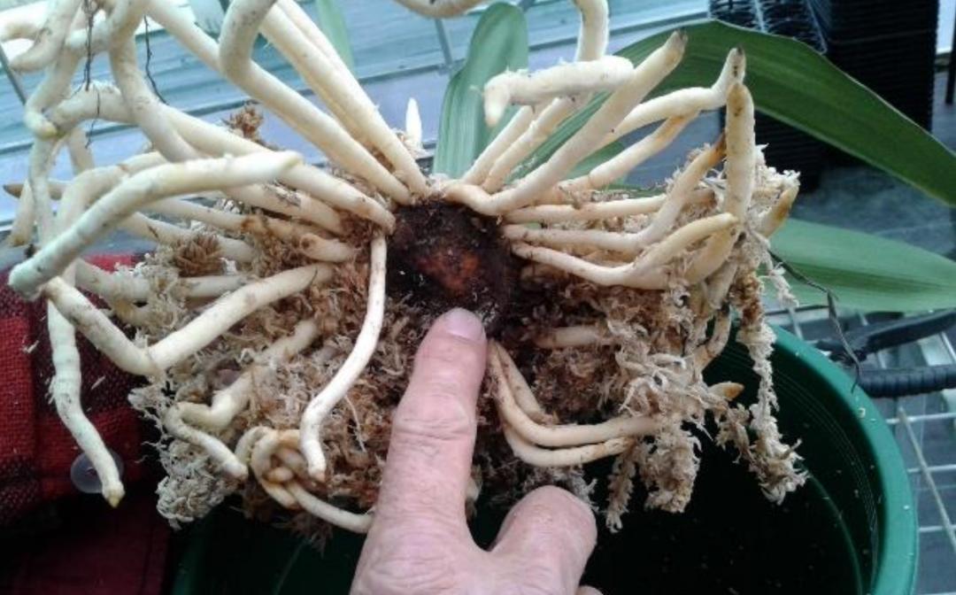 用水苔养花的6大好处，烂根植物轻松救活，枯萎的多肉能重新生根