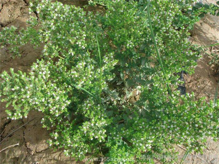 百里香是木本还是草本植物,百里香是多年生植物吗