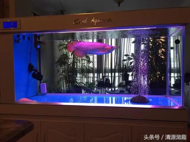 渔友张哥小视频,新鱼缸养锦鲤鱼正确的方法和技巧