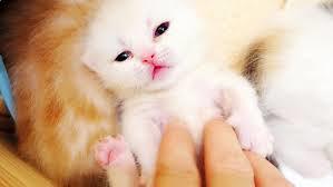 捡到的小奶猫怎么办,捡到小奶猫如何照顾