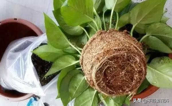 植物发生永久萎蔫用什么方法,植物高温叶子萎蔫怎么回事