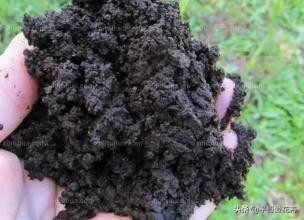 绿萝黄叶别发愁2个妙招帮解决,绿萝黄叶怎么处理有什么好办法