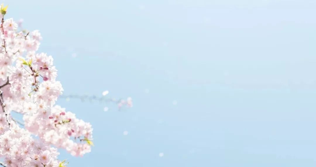 日本为什么那么喜欢樱花,日本为什么那么爱樱花