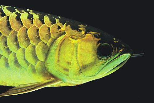 龙鱼体型大的品种,龙鱼挑选