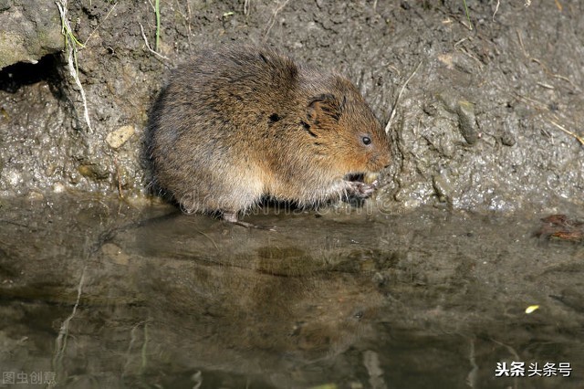 家鼠的种类有哪些,几种常见的家鼠