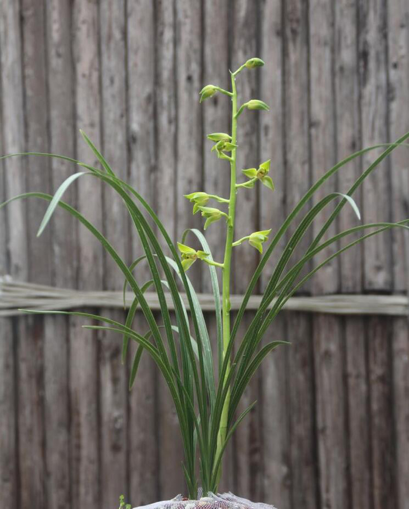 兰花的叶片发黄怎么办呢,兰花叶片发黄的原因和处理方法