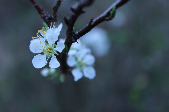 古诗词中立春的诗词有哪些,写春的古诗赏析和感悟