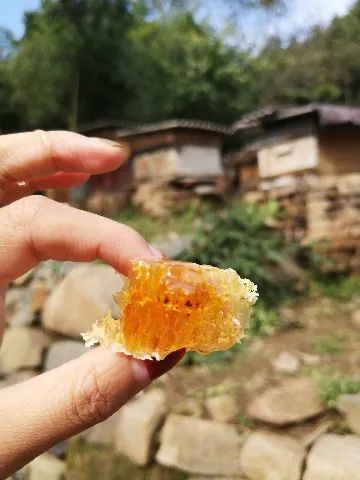 学会这3个小方法轻松买到真蜂蜜,一分钟带你如何辨别蜂蜜