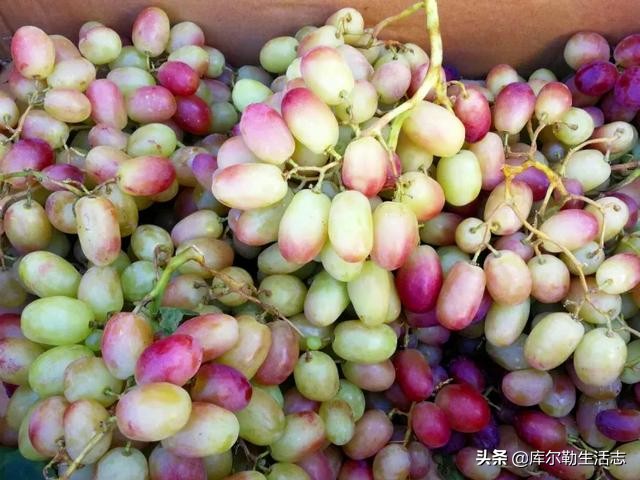 新疆哈密新品种葡萄,新疆新品种葡萄