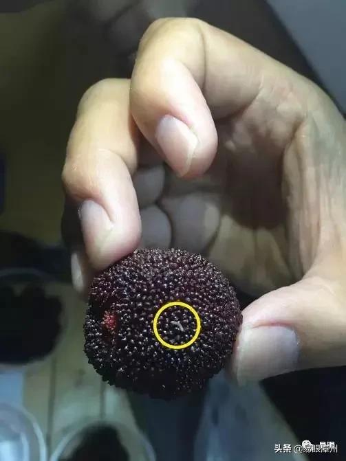 现在的杨梅有虫怎么吃法,杨梅虫子怎么吃