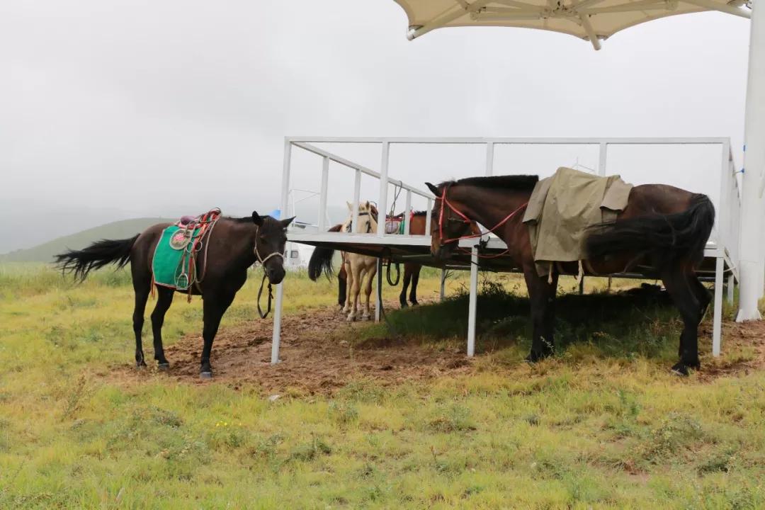 敖包相会的地方背面完整版,敖包相会的地方在通辽
