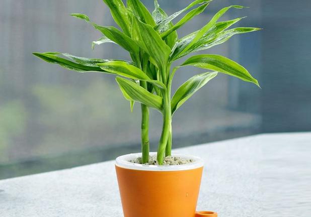 家养富贵竹讲究,富贵竹黄叶白根