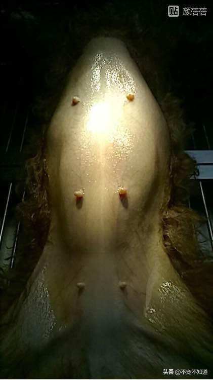 狗狗子宫蓄脓绝育后怎么办,狗狗子宫蓄脓直接绝育可以吗