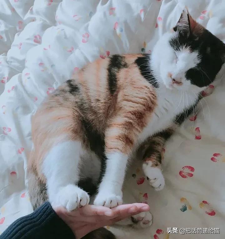 一只猫被另一只打,一只猫被两个人打