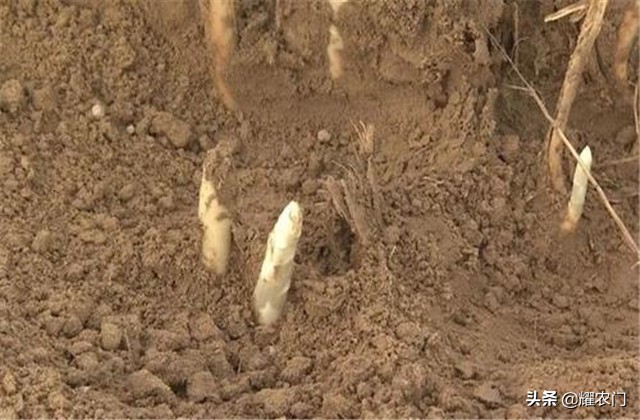 白芦笋种植产量,白芦笋最低产量