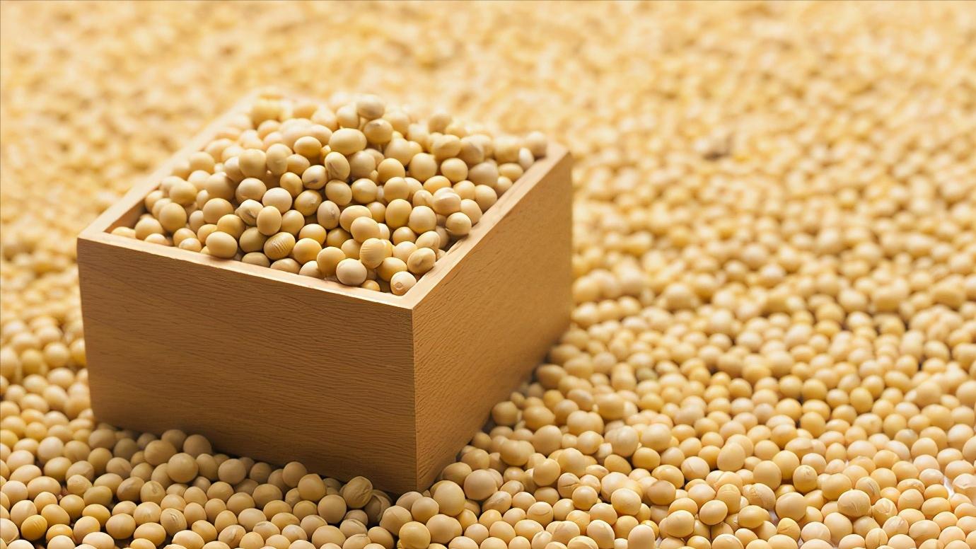 美豆海运费,美豆到中国一吨运费