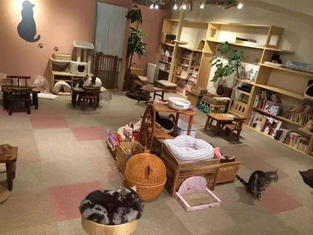 日本猫岛撸猫必备短片,日本东京免费撸猫的地方