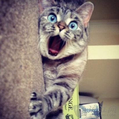 猫咪的咕噜声可以呵护骨骼,猫咪的呼噜声治疗骨折