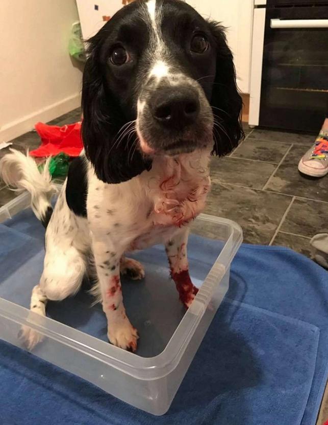 边牧脚趾间红了流脓,边牧脚上是红色的