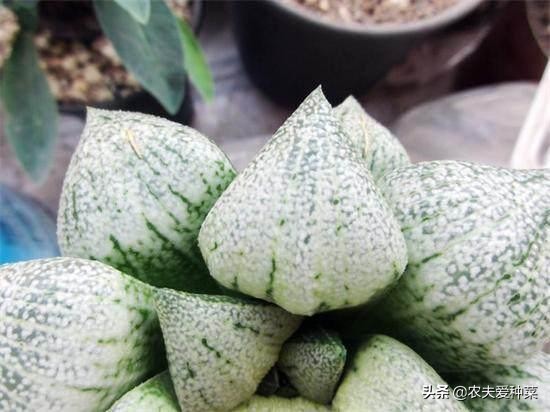 最容易养爆崽的多肉,好养好看容易爆崽的多肉