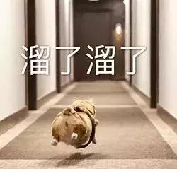 还没看《神奇动物在哪里》？没关系，你错过的神奇动物都在这里