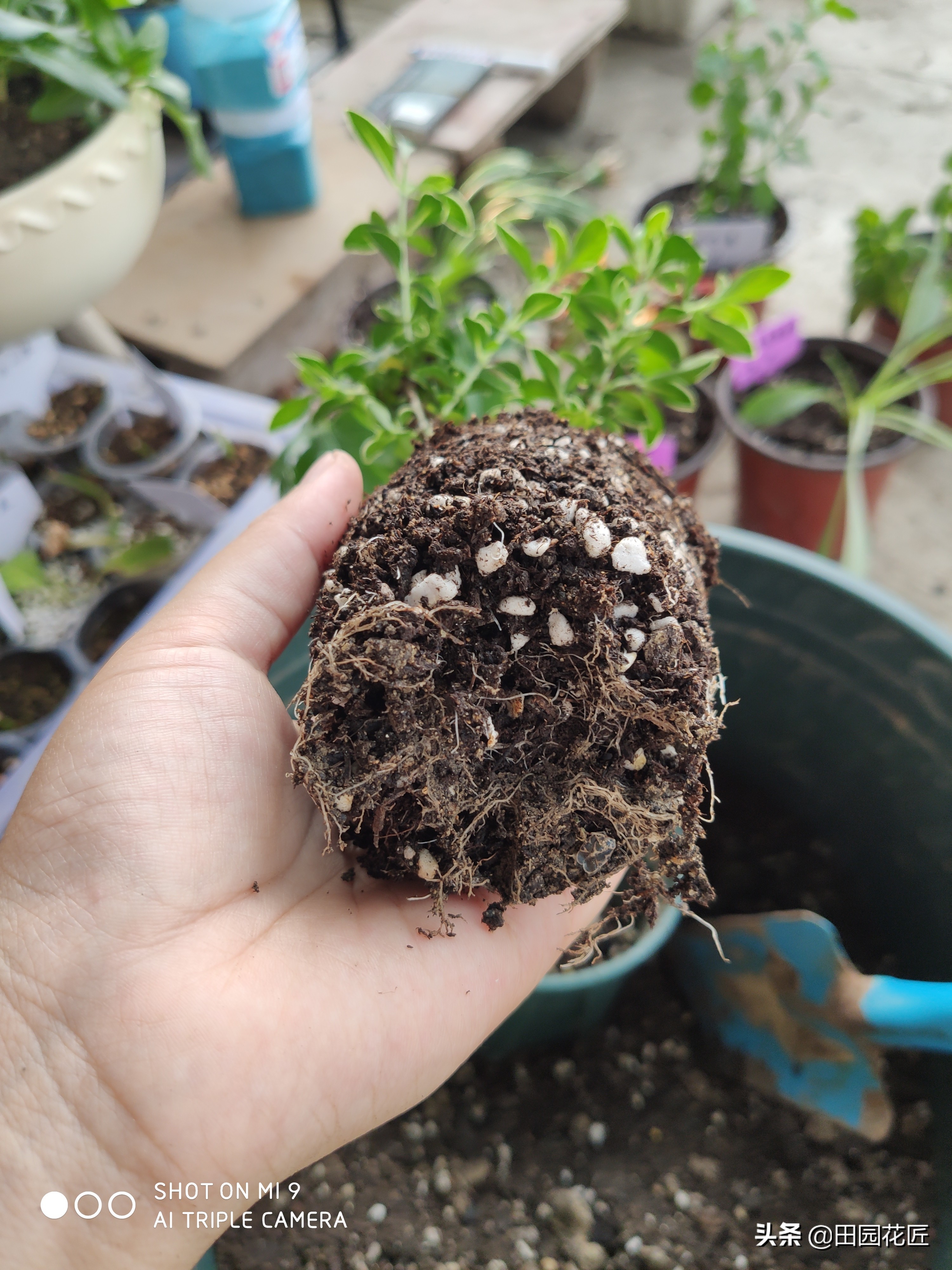 六月雪叶片发黄解决方法,六月雪叶子的养护方法