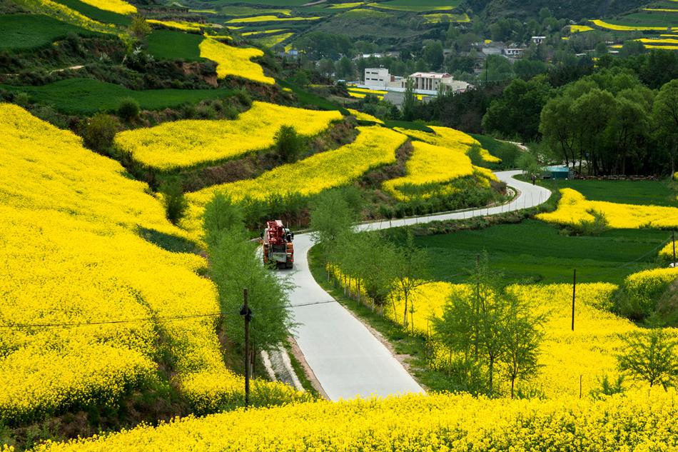 武山县油菜花旅游打卡地,天水武山滩歌油菜花海掠影