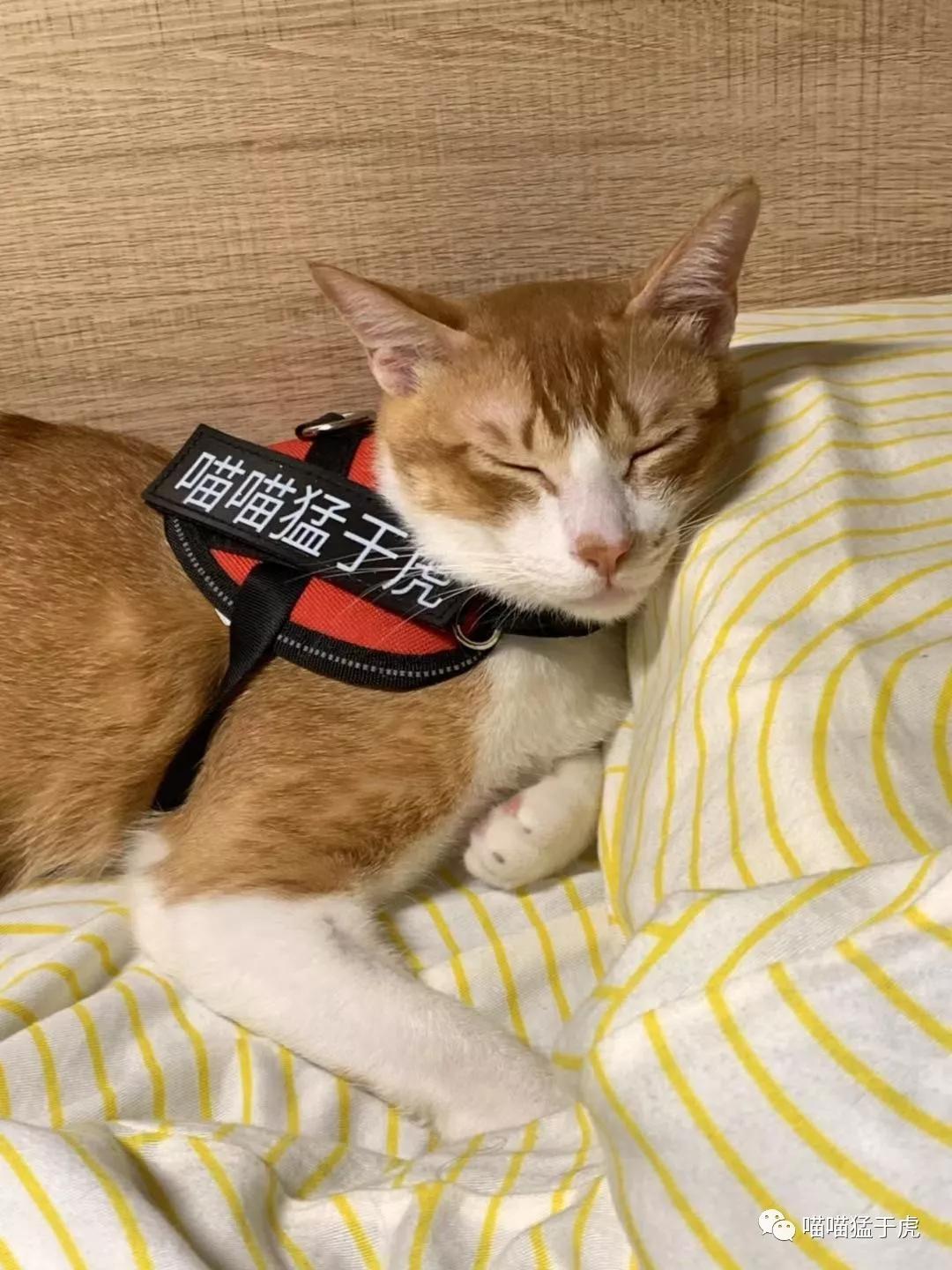 治疗猫咪抑郁症的四个方法图,猫抑郁的最佳治疗方法