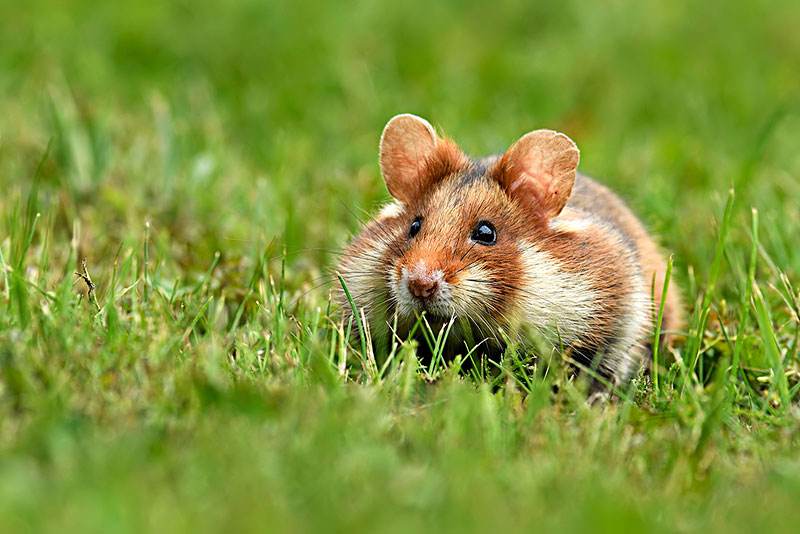 世界上寿命最长的十种哺乳动物,远古时期灭绝的哺乳动物大全