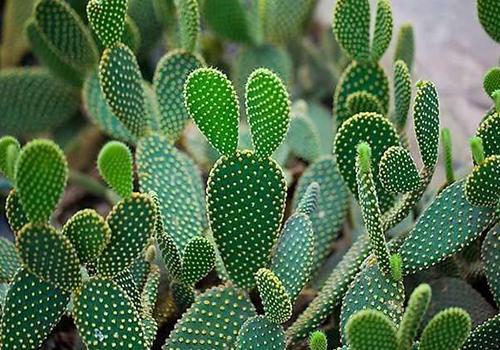 盘点世界各国国花你最喜欢哪种,盘点各国国花