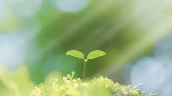 三之三教育,三之三教育理念