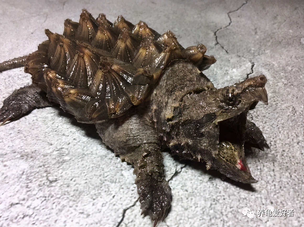 真正的大鳄龟，你可曾了解过？