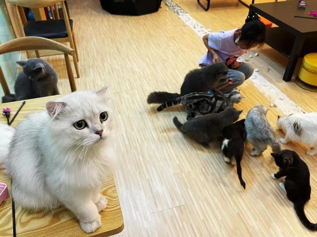 你还在躺平吗？喵星人都出来打工啦