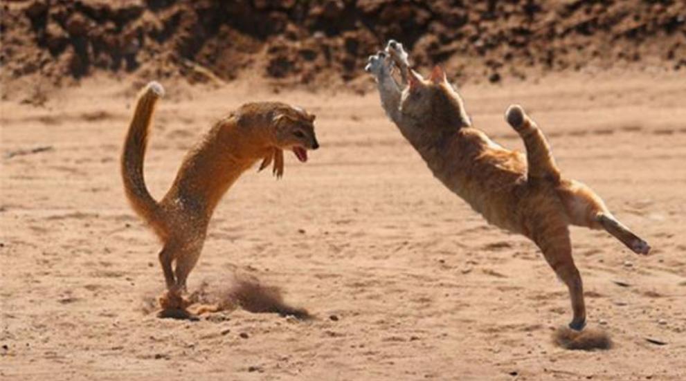 黄鼠狼与猫的战斗,黄鼠狼和猫谁抓老鼠厉害