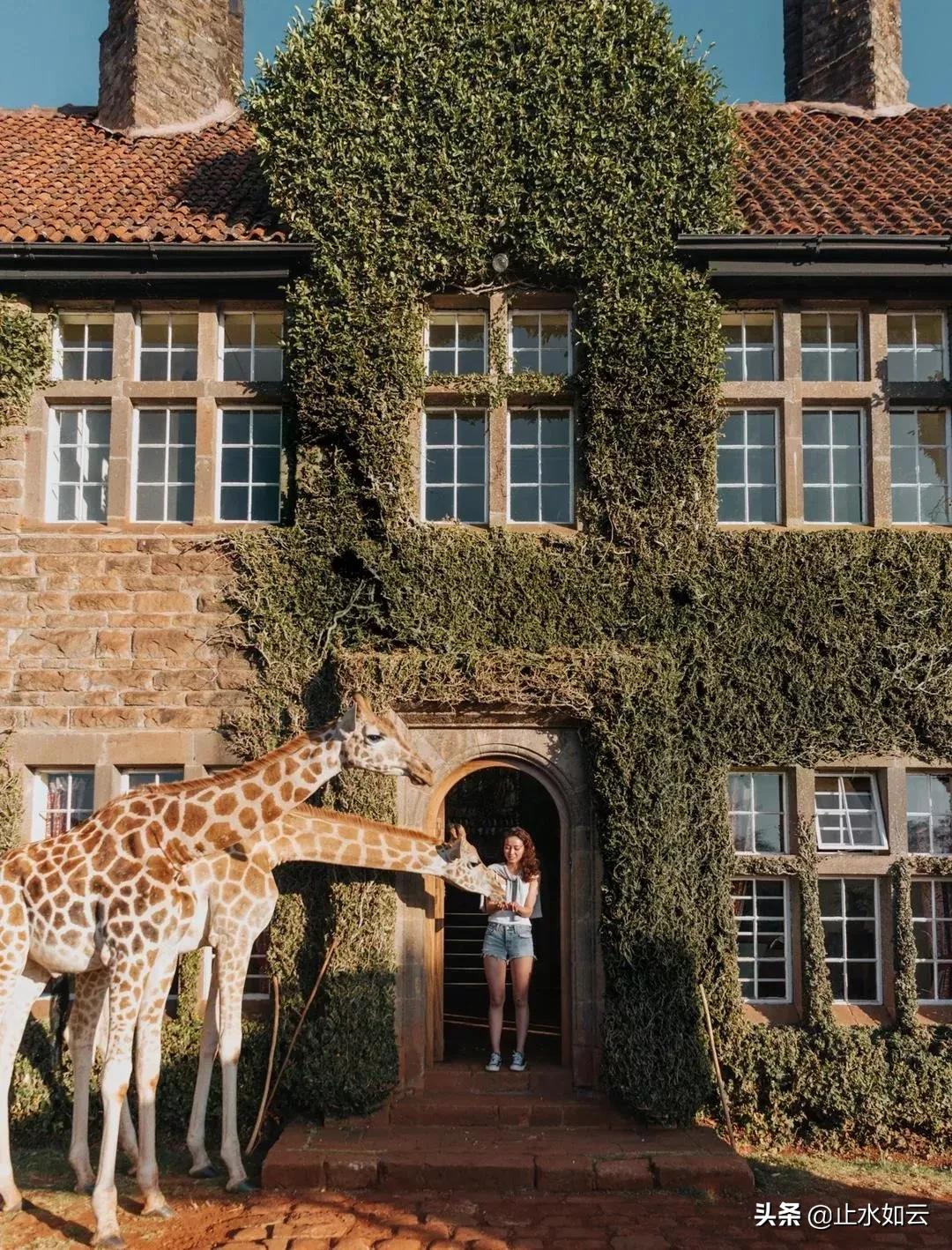 吃长颈鹿治艾滋病?为保护谣言下的生命他们建了家世界唯一的酒店