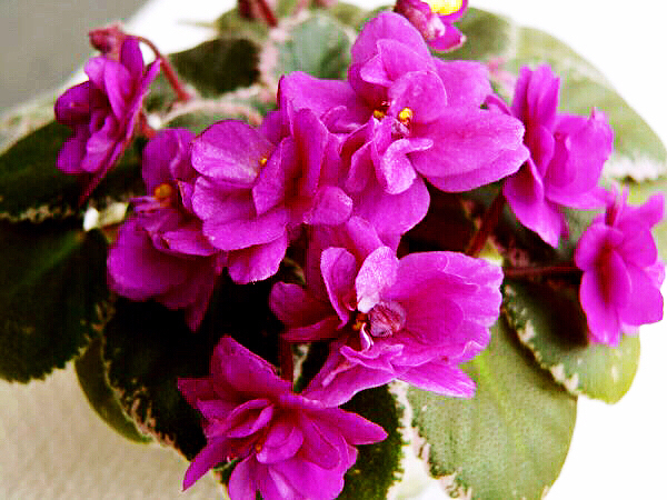 非洲紫罗兰盆栽,紫罗兰花卉盆栽图片