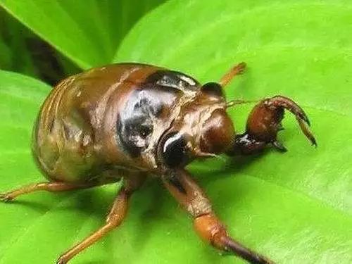 金蝉养殖书,金蝉养殖实用技术百度网盘