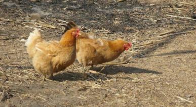 分析鸡的球虫病预防及治疗过程,鸡小肠球虫病用氨丙啉可以治好吗