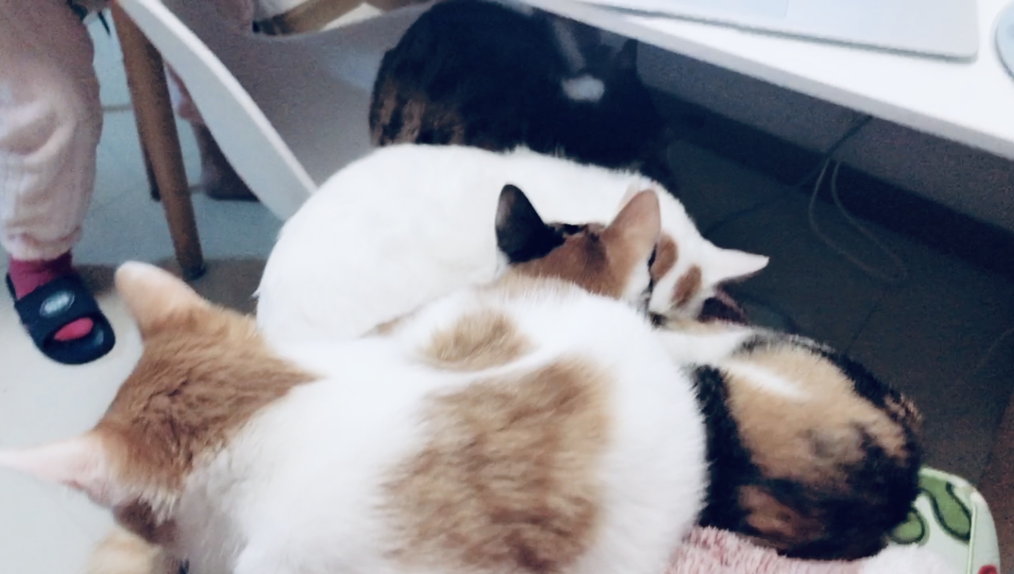 怎么给猫咪选择合适的猫粮,怎么挑选好的猫咪猫粮品牌