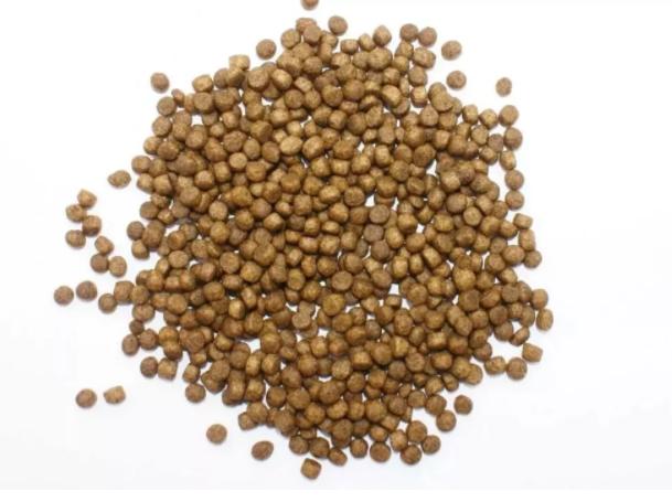 大菱鲆五种常见病图片,大菱鲆养殖常见病害