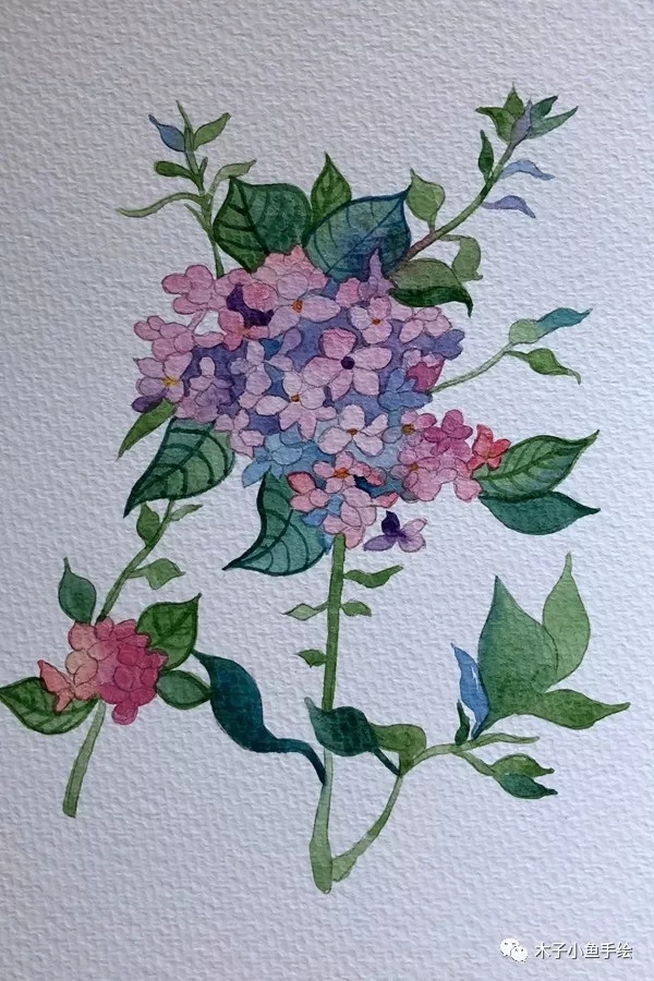 水彩画绣球教程四点画法,绣球花水彩画教程