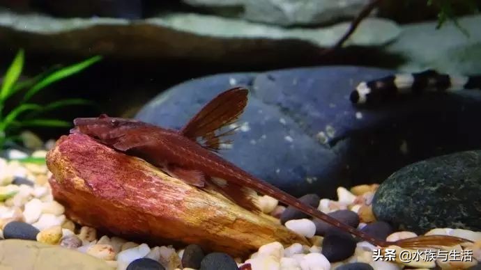 鱼缸除藻能手排名,鱼缸过滤除藻能手