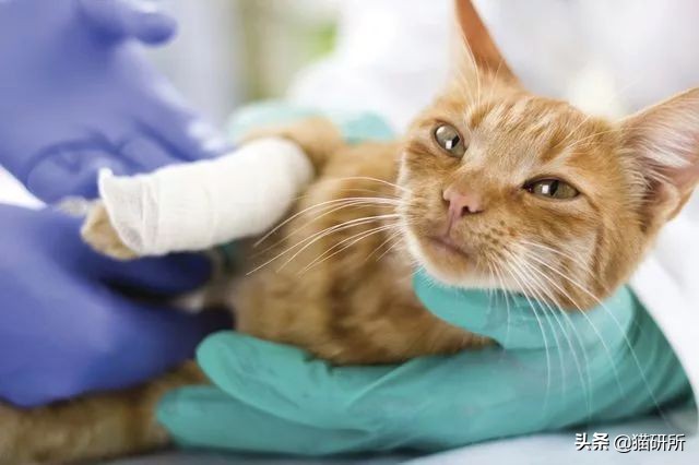 猫咪脚上有伤口得把毛全剃了吗,猫咪冬天剪毛发会感冒么