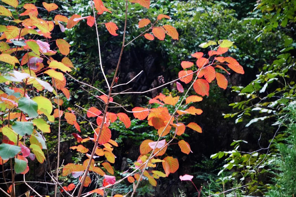 邯郸七步沟景区好玩吗多少钱,邯郸东太行七步沟景区的全景
