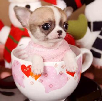 茶杯犬养什么品种比较好,可爱的小狗狗茶杯犬可以装在包里