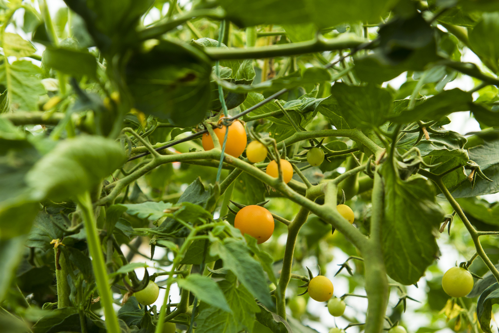 #毕业旅行啦#石家庄慧灯庄园，夏日里寓教于乐爽歪歪