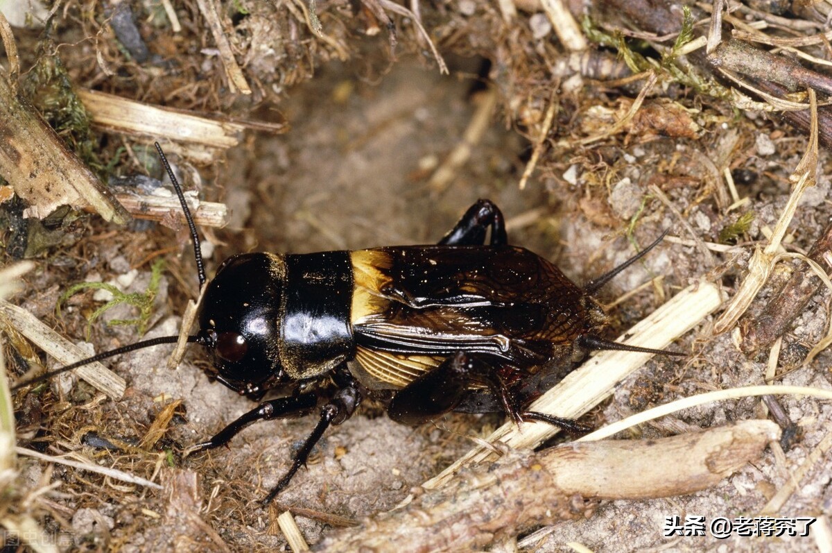 蟋蟀的捕捉讲解,老蒋讲虫子视频大全