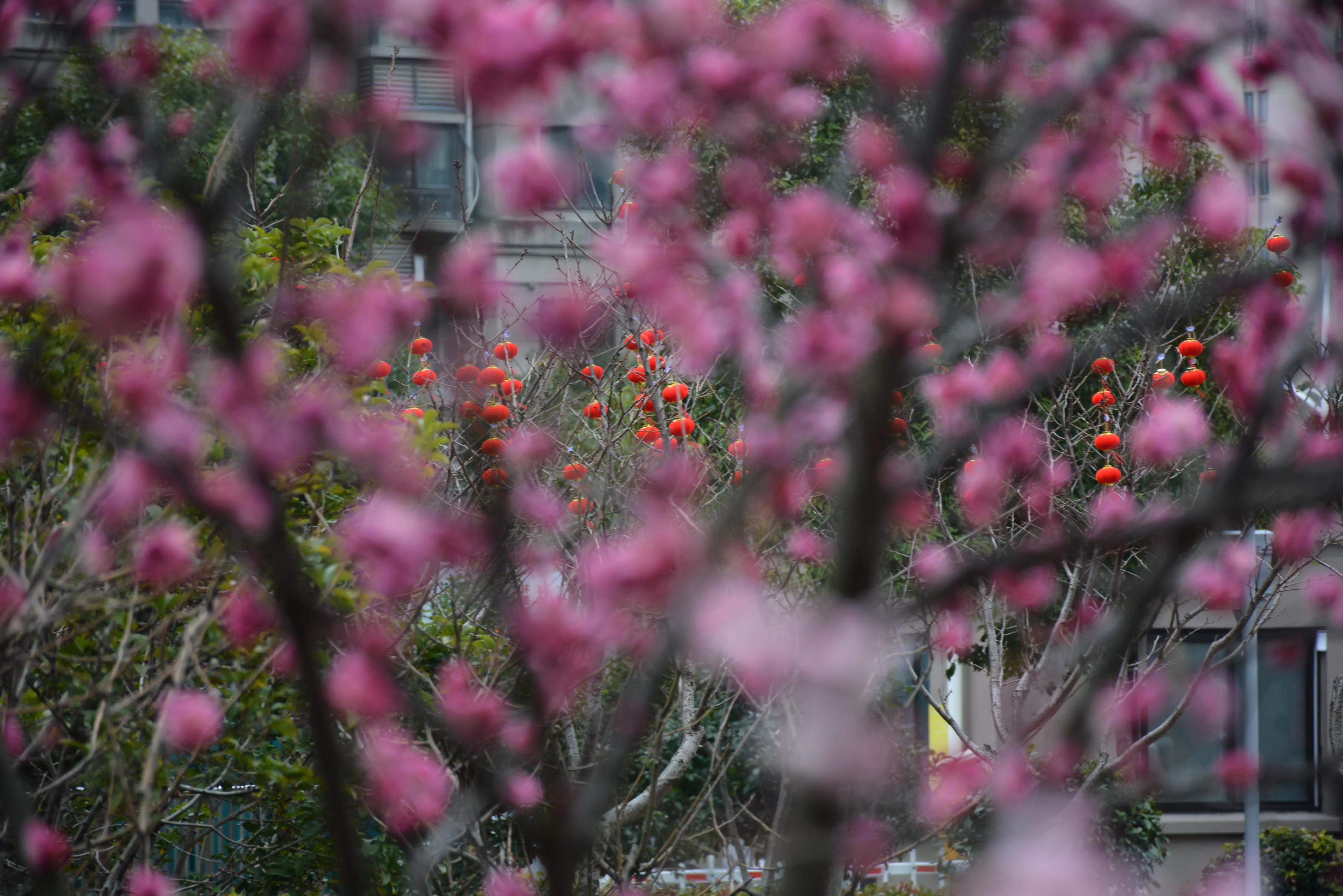 能坚持四季如春就好了（湖畔雅居的春天）