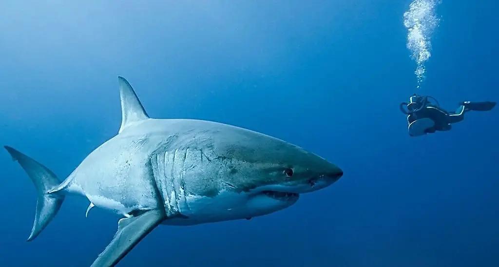 不小心被鲨鱼咬伤了该怎么办,潜水时被鲨鱼咬伤