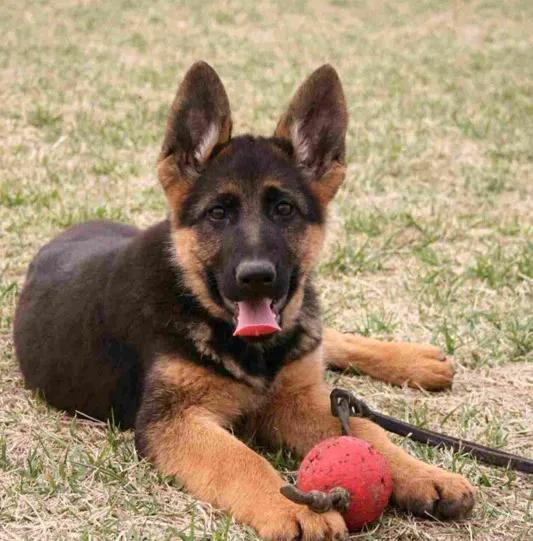 温柔的德牧视频,牧羊犬来福